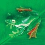 A frog that flies -- new species found in Eastern Himalayas