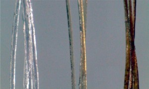 Gold nanoparticles darken hair after treatment for one day, center, and 16 days, right (untreated hairs, left). Credit: American Chemical Society