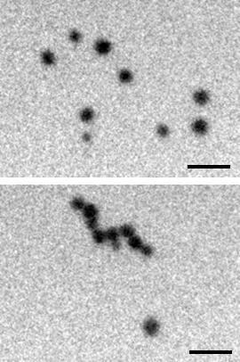 Cetyltrimethylammonium-ion-coated gold nanoparticles before (top) and after (bottom) 500 seconds of electron-beam exposure inside a TEM liquid cell at 200 kV. Scale bar: 100 nm. [downloaded from http://nano.anl.gov/news/highlights/2013_gold_nanoparticles.html]