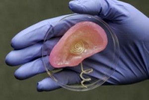 Scientists used 3-D printing to merge tissue and an antenna capable of receiving radio signals. Credit: Photo by Frank Wojciechowski