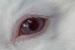 Rabbit's (bunny's) eye with Inorganic light-emitting diode (ILDED) devices fitted on a soft eye contact lens (using the transparent, stretchable interconnects of the hybrid electrodes).  Courtesy of UNIST (Ulsan National Institute of Science and Technology)