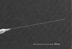 This image, taken with a scanning electron microscope, shows a new brain electrode that tapers to a point as thick as a single carbon nanotube. Credit: Inho Yoon and Bruce Donald, Duke.  [downloaded from http://today.duke.edu/2013/06/brainharpoon]