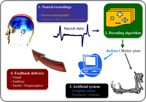 Figure 1 - Your brain in action: the different components of a BMI include the recording system, the decoding algorithm, device to be controlled, and the feedback delivered to the user (modified from Heliot and Carmena, 2010).