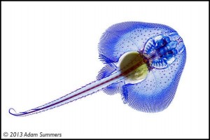 Here's an embryo of the little skate, Leucoraja erinacea. pic.twitter.com/UWCKeVMmYB