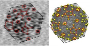 Left: transmission electron microscopy (TEM) image of a single CVB3 virus showing tens of gold nanoparticles attached to its surface. The particles form a distinct "tagging pattern" that reflects the shape and the structure of the virus. The TEM image can be correlated to the model of the virus (right), where the yellow spheres mark the possible binding sites of the gold particles. The diameter of the virus is about 35 nanometers (nanometer = one billionth of a millimeter). The figure is taken from the publication. Courtesy: University of Jyväskylä