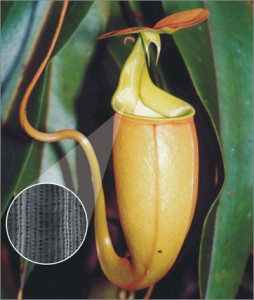 Inspired by the Nepenthes pitcher plant... [Image credit: New Scientist; Bohn & Federie, PNAS 101, 14138-14143, 2004] Courtesy Wyss Institute