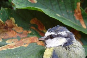A blue tit among horse-chestnut leaves that are covered with brown patches of damage caused by caterpillars of the leaf mining moths. Photo: Richard Broughton/CEH 