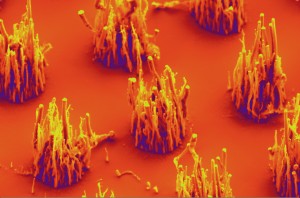 Researchers have shown they can grow vertically-aligned carbon nanofibers using ambient air, rather than ammonia gas. Click to enlarge image. (Image free for use. Credit: Anatoli Melechko.)