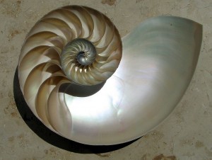 The iridescent nacre inside a Nautilus shell cut in half. The chambers are clearly visible and arranged in a logarithmic spiral. Photo taken by me -- Chris 73 | Talk 12:40, 5 May 2004 (UTC)