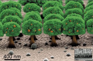 NanoOrchard – Electrochemically overgrown CuNi nanopillars. (Image courtesy of the Materials Research Society Science as Art Competition and Josep Nogues, Institut Catala de Nanociencia i Nanotecnologia (ICN2), Spain, and A. Varea, E. Pellicer, S. Suriñach, M.D. Baro, J. Sort, Univ. Autonoma de Barcelona) [downloaded from http://www.nanowerk.com/nanotechnology-news/newsid=35631.php]