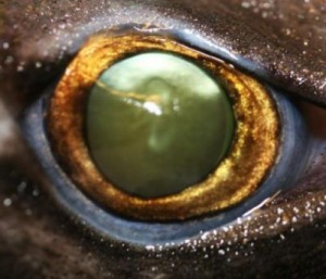 This is the eye of a velvet belly lanternshark. Credit: Dr. J. Mallefet (FNRS/UCL); CC-BY