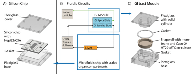 Schematic of the two-organ system [downloaded from http://www.rsc.org/chemistryworld/2014/07/nanoparticle-liver-gastrointestinal-tract-microfluidic-chip]