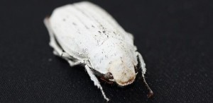 Cyphochilus beetle Credit: Lorenzo Cortese and Silvia Vignolini