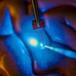 Caption: A blue light shines through a clear implantable medical sensor onto a brain model. See-through sensors, which have been developed by a team of University of Wisconsin Madison engineers, should help neural researchers better view brain activity. Credit: Justin Williams research group