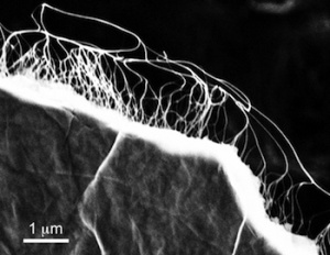 A scanning electron microscope image shows freestanding graphene film with carbon nanotubes attached. The material is part of a project to create lightweight films containing super capacitors that charge quickly and store energy. Courtesy of Nunzio Motta/Queensland University of Technology - See more at: http://news.rice.edu/2014/11/07/supercharged-panels-may-power-cars/#sthash.0RPsIbMY.dpuf