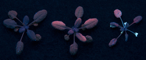 The buildup of fluorescent quantum dots in the leaves of Arabidopsis plants is apparent in this photograph of the plants under ultraviolet light. Credit: Y. Koo/Rice University