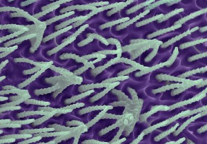 False colour SEM image of a small part of the cribellum spinning plate with its unique silk outlets Image: Katrin Kronenberger (Oxford University) & David Johnston (University of Southampton)