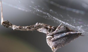 The "garden center spider" (Uloborus plumipes) combs and pulls its silk and builds up an electrostatic charge to create sticky filaments just a few nanometers thick. It could inspire a new way to make super long and strong nanofibers. Credit: Hartmut Kronenberger & Katrin Kronenberger (Oxford University)