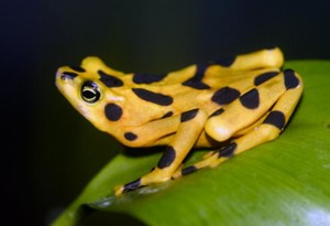 Caption: Researchers studied microbial communities on the skin of Panamanian golden frogs to learn more about amphibian disease resistance. Panamanian golden frogs live only in captivity. Continued studies may help restore them back to the wild. Credit: B. Gratwicke/Smithsonian Conservation Biology Institute