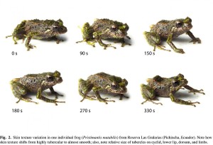 Caption: This image shows skin texture variation in one individual frog (Pristimantis mutabilis) from Reserva Las Gralarias. Note how skin texture shifts from highly tubercular to almost smooth; also note the relative size of the tubercles on the eyelid, lower lip, dorsum and limbs. Credit: Zoological Journal of the Linnean Society