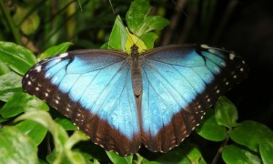 Adult peleides blue morpho, Morpho peleides, wings open. (Also known as the common morpho, or as The Emperor.) Photograph: Thomas Bresson/Wikimedia (CC BY 3.0) 
