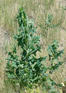 Prickly lettuce, the wild relative of cultivated lettuce, is a potential source for the production of natural rubber. (Photo by Flickr user Jim Kennedy)