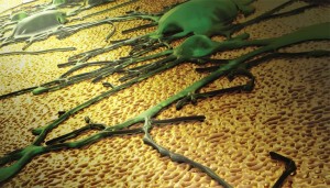The image depicts a neuronal network growing on a novel nanotextured gold electrode coating. The topographical cues presented by the coating preferentially favor spreading of neurons as opposed to scar tissue. This feature has the potential to enhance the performance of neural interfaces. Image by Ryan Chen/LLNL.