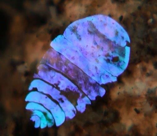  Scientists are studying the disappearing act of this ocean-dwelling copepod. Credit: Kaj Maney, www.liquidguru.com Courtesy: American Chemical Society 