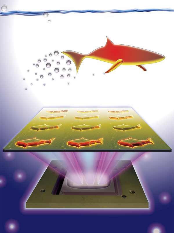 3D-printed microfish contain functional nanoparticles that enable them to be self-propelled, chemically powered and magnetically steered. The microfish are also capable of removing and sensing toxins. Image credit: J. Warner, UC San Diego Jacobs School of Engineering.