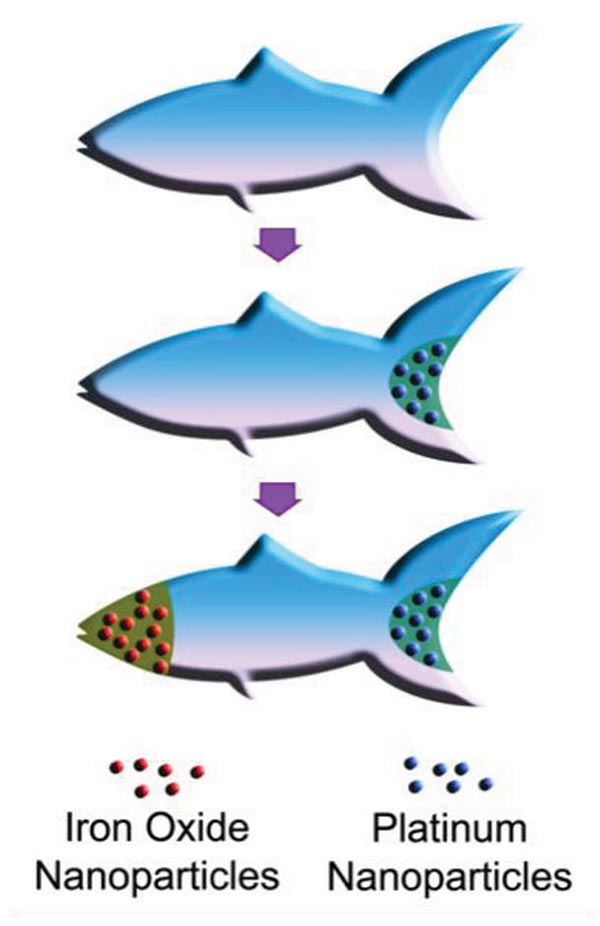 Schematic illustration of the process of functionalizing the microfish. Platinum nanoparticles are first loaded into the tail of the fish for propulsion via reaction with hydrogen peroxide. Next, iron oxide nanoparticles are loaded into the head of the fish for magnetic control. Image credit: W. Zhu and J. Li, UC San Diego Jacobs School of Engineering.