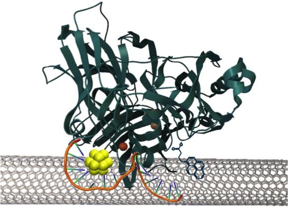 Caption: Gold nanoclusters (~1 nm) are efficient mediators of electron transfer between co-self-assembled enzymes and carbon nanotubes in an enzyme fuel cell. The efficient electron transfer from this quantized nano material minimizes the energy waste and improves the kinetics of the oxygen reduction reaction, toward a more efficient fuel cell cycle. Credit: Los Alamos National Laboratory