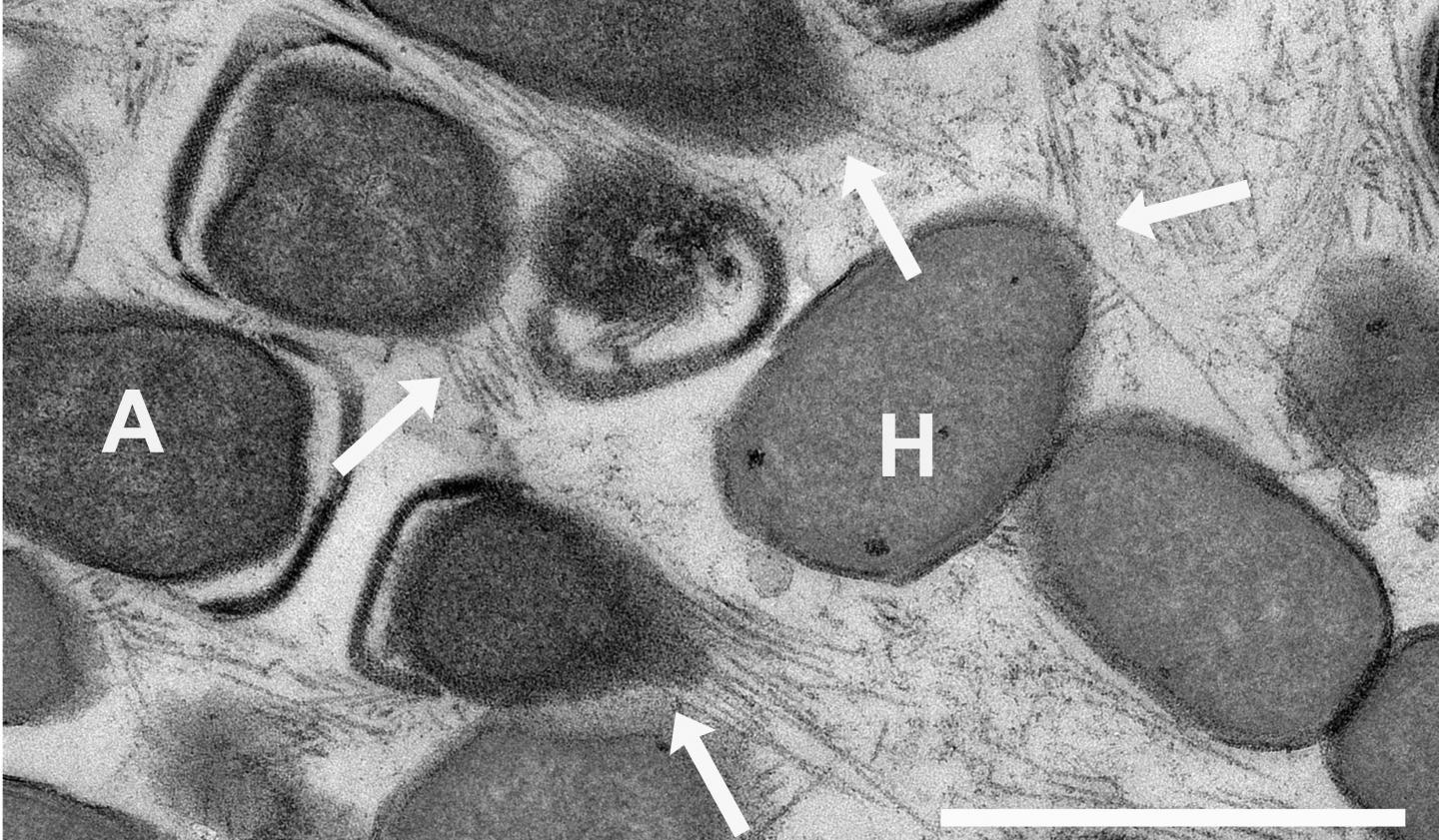 Caption: Electron micrograph of the nanowires shows connecting archaea and sulphate reducing bacteria. The wires stretch out for several micrometres, longer than a single cell. The white bar represents the length of one micrometre. The arrows indicate the nanowires (A=ANME-Archaeen, H=HotSeep-1 partner bacteria). Credit: MPI f. Biophysical Chemistry
