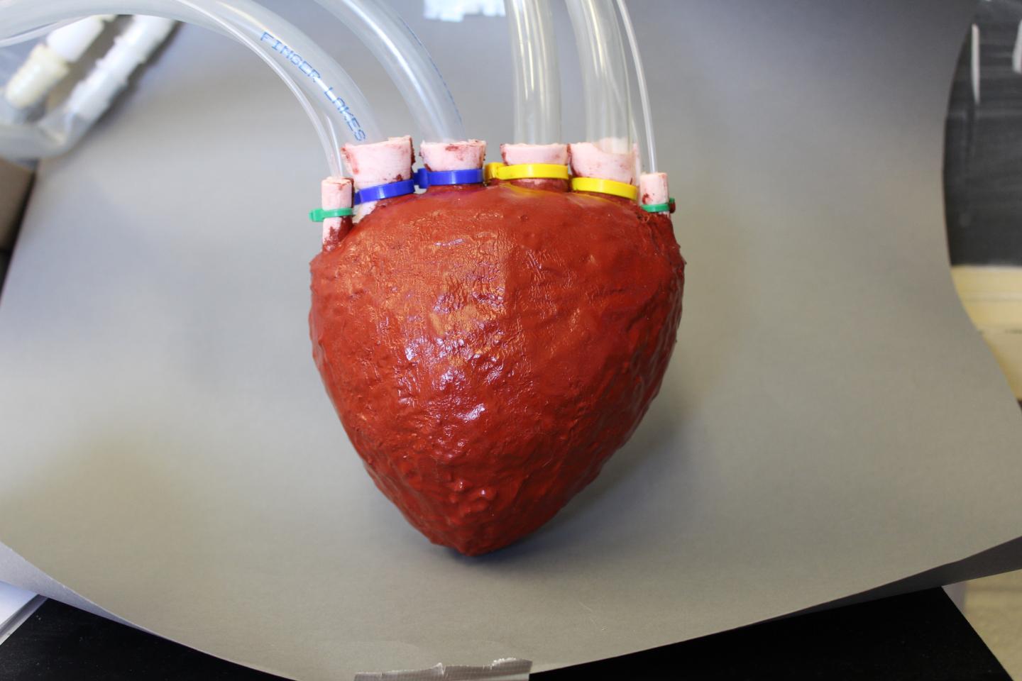 Caption: This is an artificial foam heart created by Rob Shepherd and his engineering team at Cornell University. Credit: Cornell University