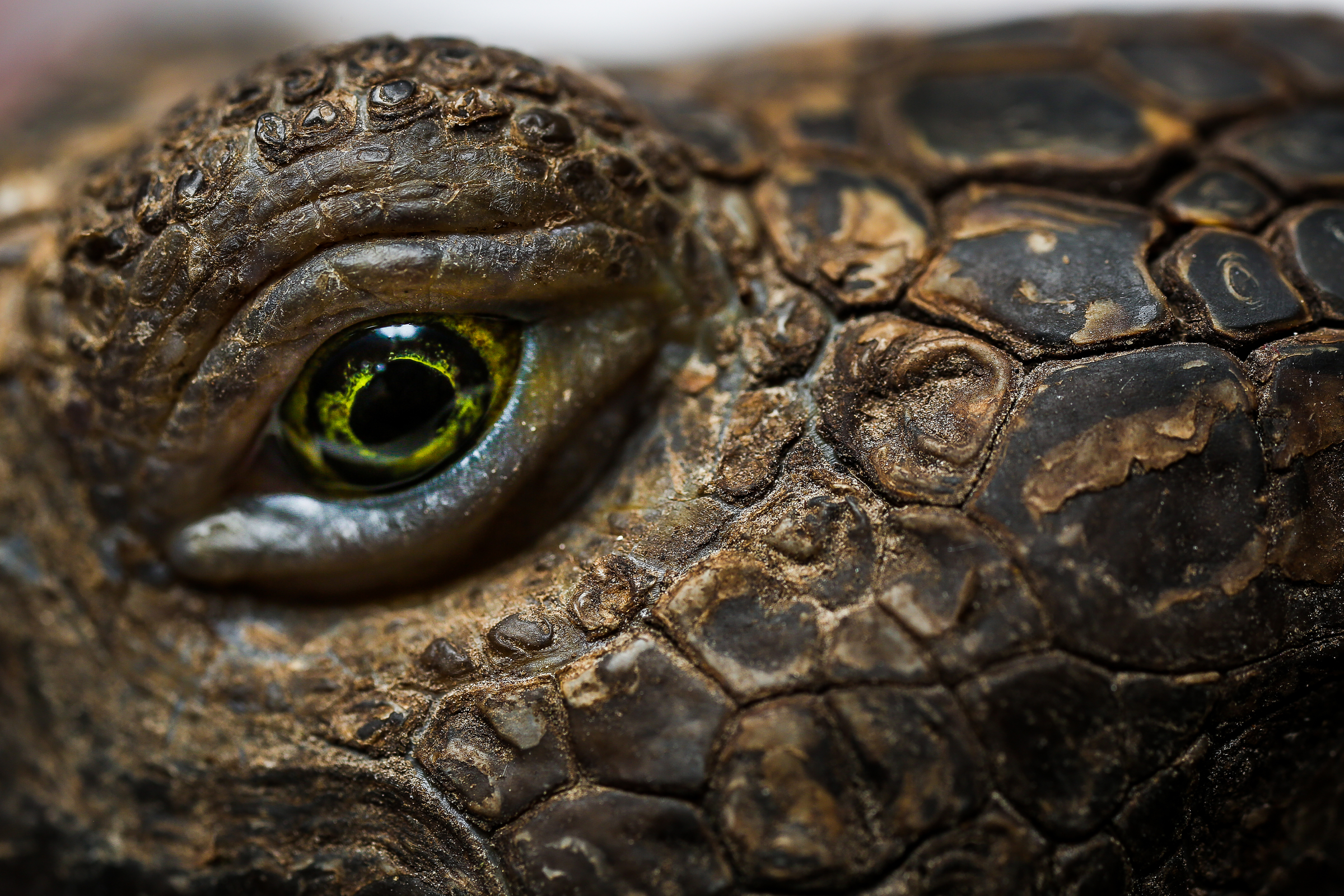 Macro image of the eye of an endangered California Desert Tortoise, Gopherus agassizii. Credit: Paige Jarreau