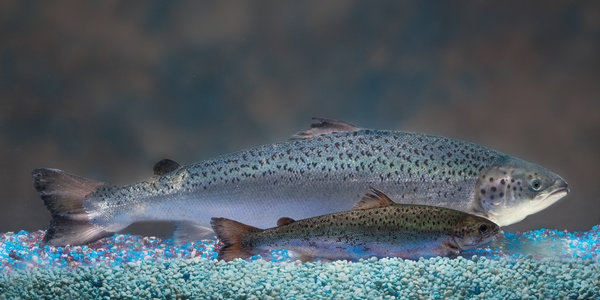  AquaBounty's salmon (background) has been genetically modified to grow bigger and faster than a conventional Atlantic salmon of the same age (foreground.) Courtesy of AquaBounty Technologies, Inc. [downloaded from http://www.npr.org/sections/thesalt/2015/06/24/413755699/genetically-modified-salmon-coming-to-a-river-near-you]