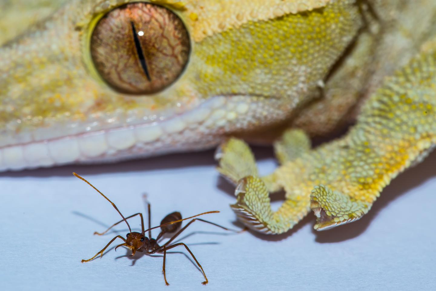  Caption: This image shows a gecko and ant. Credit: Image courtesy of A Hackmann and D Labonte