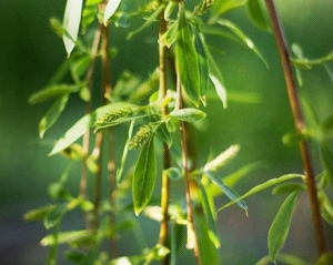 An extract of willow bark has shown to be one of the most potent longevity-extending pharmacological interventions yet described in scientific literature. Courtesy: Concordia University