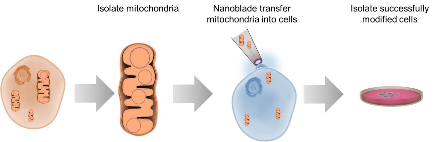 Caption: This diagram illustrates the process of transferring mitochondria between cells using the nanoblade technology. Credit: Alexander N. Patananan Courtesy UCLA