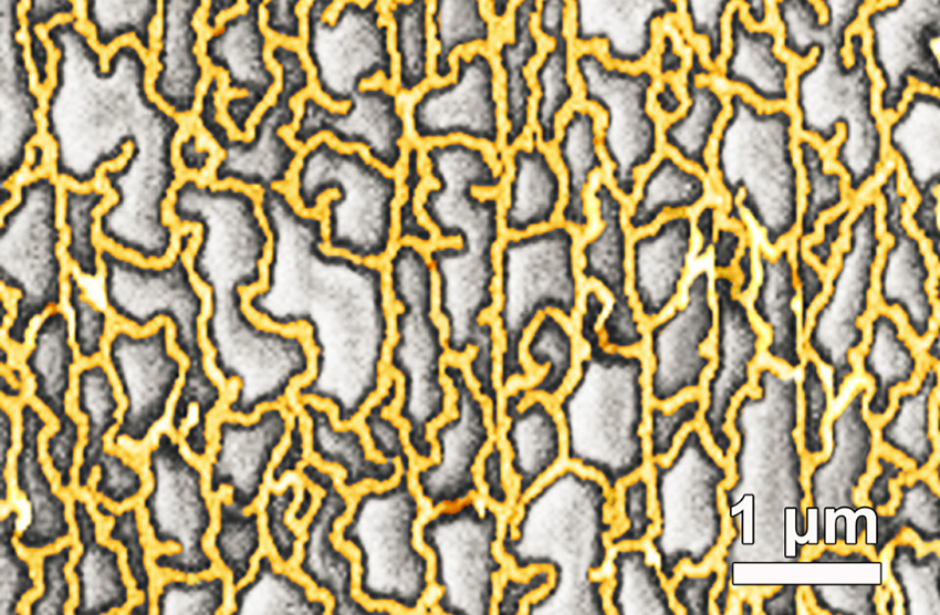 Tuning topology and adhesion of metal nanomeshes has led to super stretchable, transparent electrodes that don’t wear out. The scanning electron microscopy image shows the structure of a gold mesh created with a special lithographic technique that controlled the dimensions of the mesh structure. Optimizing this structure and its adhesion to the substrate was key to achieving super stretchability and long lifetimes in use—nanomeshes on pre-stretched slippery substrates did not show signs of wear even after repeated stretching, up to 50,000 cycles.