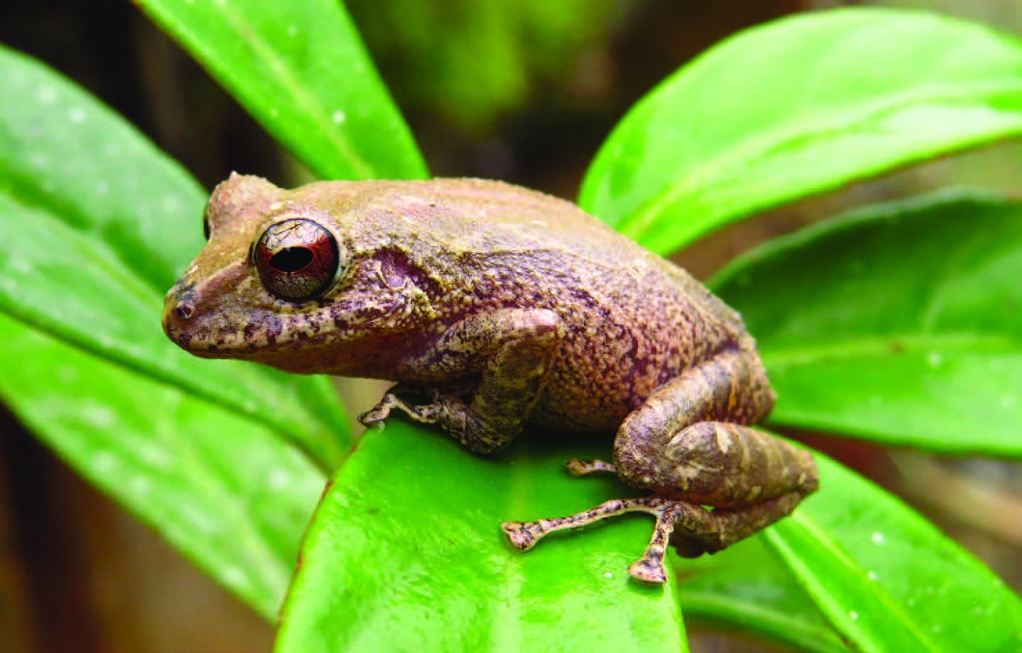 Caption: Adult female Prometeo Rain Frog in its natural habitat. Credit: Dan Cog?lniceanu [sic]