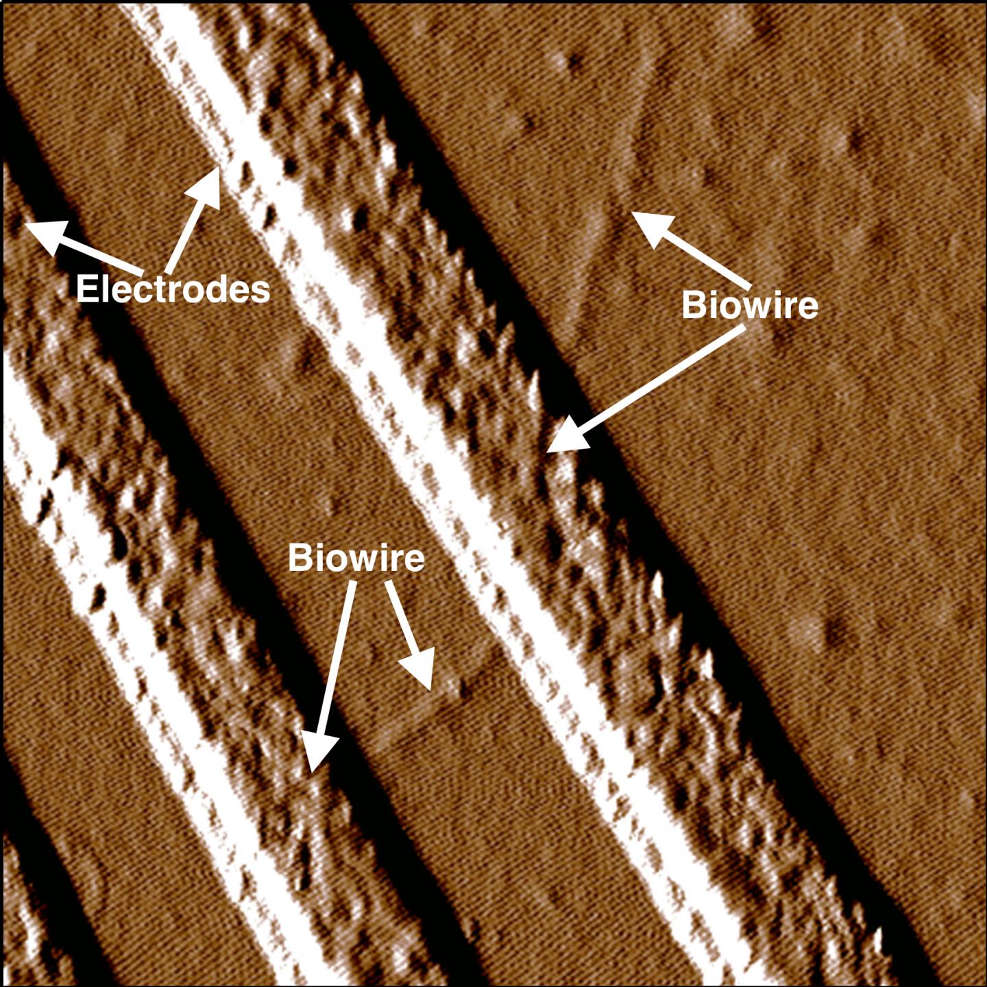 Caption: Synthetic biowire are making an electrical connection between two electrodes. Researchers led by microbiologist Derek Lovely at UMass Amherst say the wires, which rival the thinnest wires known to man, are produced from renewable, inexpensive feedstocks and avoid the harsh chemical processes typically used to produce nanoelectronic materials. Credit: UMass Amherst