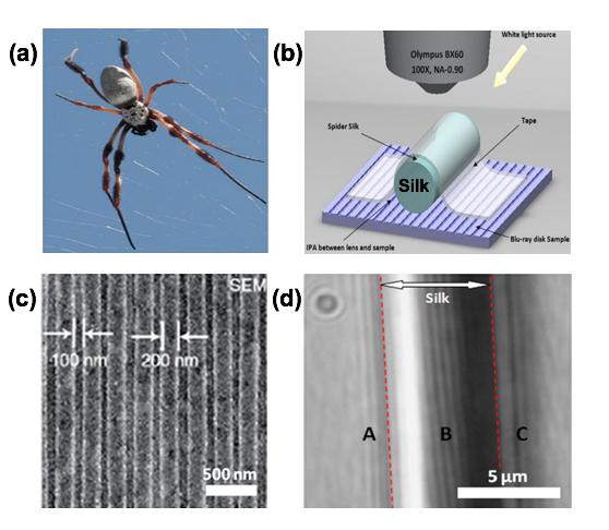 Caption: (a) Nephila edulis spider in its web. (b) Schematic drawing of reflection mode silk biosuperlens imaging. The spider silk was placed directly on top of the sample surface by using a soft tape, which magnify underlying nano objects 2-3 times (c) SEM image of Blu-ray disk with 200/100 nm groove and lines (d) Clear magnified image (2.1x) of Blu-ray disk under spider silk superlens. Credit: Bangor University/ University of Oxford