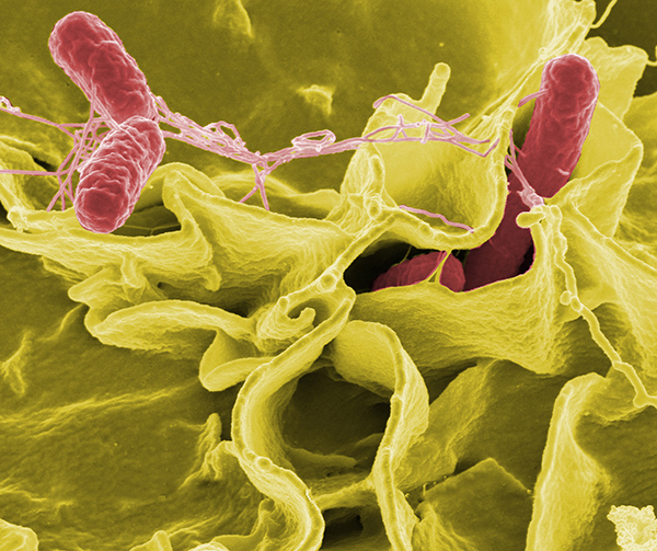 Credit: Rocky Mountain Laboratories,NIAID,NIHColor-enhanced scanning electron micrograph showing Salmonella typhimurium (red) invading cultured human cells.