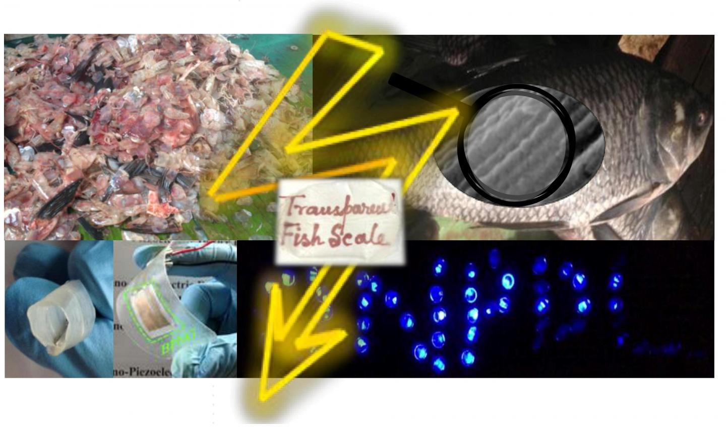 Caption: Waste fish scales (upper left corner) are used to fabricate flexible nanogenerator (lower left) that power up more than 50 blue LEDs (lower right). An enlarged microscopic view of a fish scale shows the well-aligned collagen fibrils (upper right). The possibility of making a fish scale transparent (middle) and rollable (extreme left lower corner) is also illustrated. Credit: Sujoy Kuman Ghosh and Dipankar Mandal/Jadavpur University