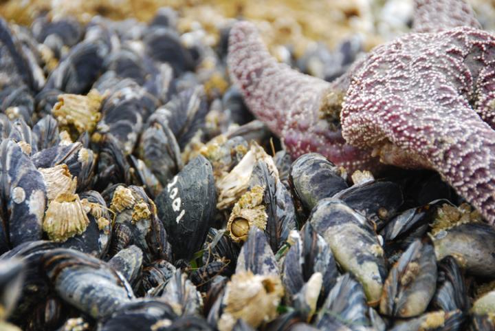 Caption: This is a robomussel, seen among living mussels and other sea creatures. Credit: Allison Matzelle