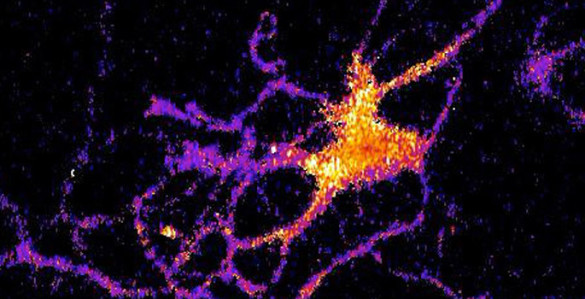 Individual neuron glowing with bioluminescent light produced by a new genetically engineered sensor. (Johnson Lab / Vanderbilt University)